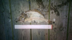 BSAC H Penny Pier Skeleton Fish 2